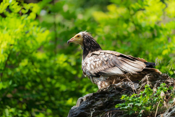 The red kite (Milvus milvus) is a medium-large bird of prey in the family Accipitridae, which also includes many other diurnal raptors such as eagles, buzzards, and harriers.