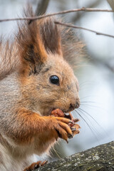 The squirrel with nut sits on a branches in the spring or summer. Portrait of the squirrel close-up