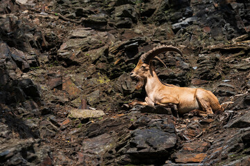 West Caucasian tur (Capra caucasica), also known as the West Caucasian ibex. - obrazy, fototapety, plakaty