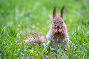 Close-up Portrait of Squirrel. Squirrel eats a nut while sitting in green grass.