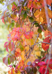 Closeup of a plant in autumn leaves with bright and multi color foliage