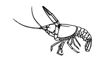 crayfish pencil