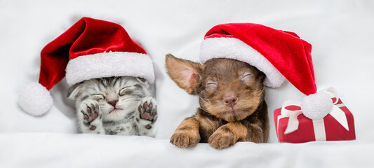Tiny kitten and Dachshund puppy wearing santa hats sleep together  with gift box under a white blanket on a bed at home. Top down view