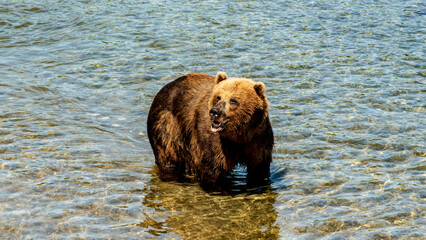 Kamchatka. Brown bear on the Kuril Lake