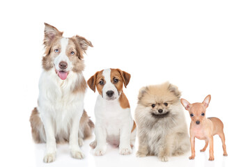 Group of puppies of different breeds sitting in front view together. Isolated on white background