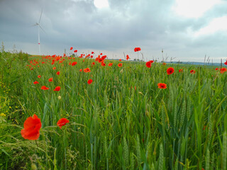 Red poppy field in nature in spring or summer