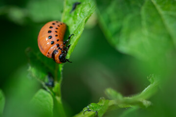 Colorado potato beetle, Leptinotarsa decemlineata