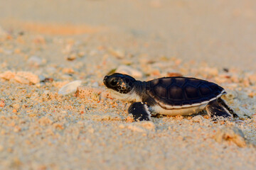 baby turtle on the beach
