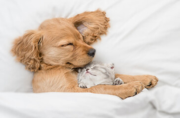 Friendly English Cocker spaniel puppy hugs tiny kitten. Pets sleep together under white warm blanket on a bed at home. Top down view