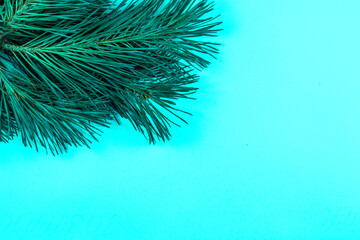 green pine branch on a blue background