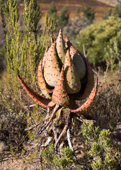 Stressed Aloe vera plant closed up in the bright sunlight, with its leaves folded up