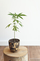 Beautiful hemp plant growing in a pot at home on white background