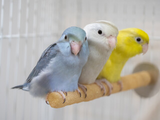 Group of forpus parrotlet bird perch on toy branch in cage