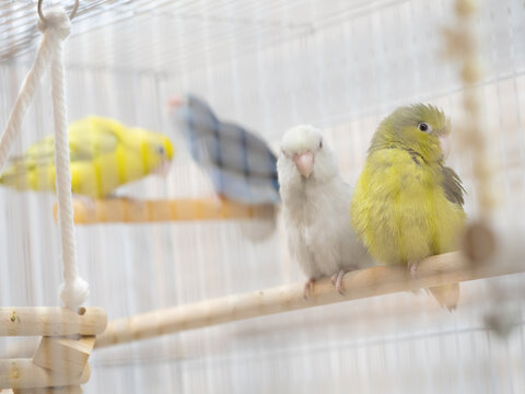 Group of forpus parrotlet bird perch on toy branch in cage
