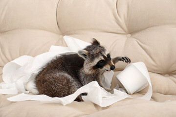Cute mischievous raccoon playing with toilet paper on sofa