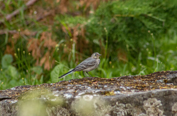 bird on stone