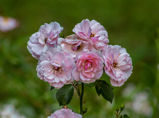 pink and white flowers