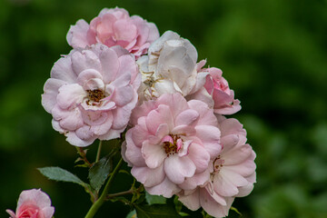 pink and white flowers