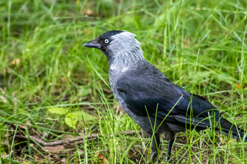 crow on the grass