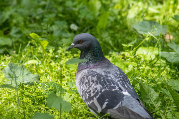 pigeon on the grass