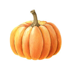 Pumpkin vegetable. Watercolor illustration. Hand drawn orange autumn pumpkin side view. Thanksgiving harvest single element. Halloween traditional vegetable side view on white background