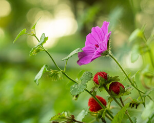 red flowers in the garden