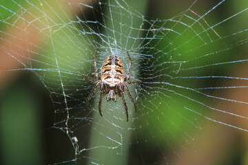 mangora acalypha spider macro photo