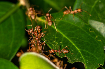 macro with red ants on a black and green background 