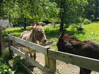 Donkey family playing and grazing 