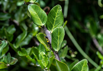 macro with red ants on a black and green background 