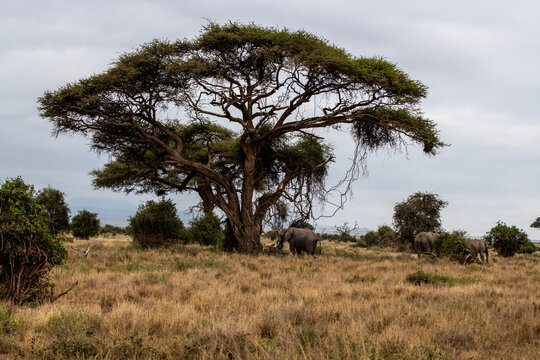African winter landscape with dry trees and unusual views 