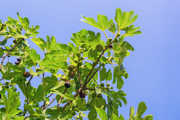 Fototapeta na wymiar Branches of fig tree ( Ficus carica ) with leaves and fruits against blue sky. Free space for text