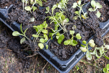 Germinated vegetable with poor health due to overly watering with wet soil that rot the roots