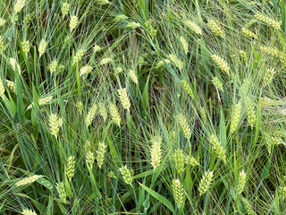 Rye ears on a field close up. Summer background. Top view.
