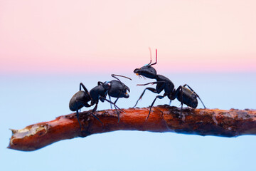 two large black ants with open jaws