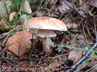 Pilz auf dem Waldboden