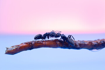two large black ants with open jaws