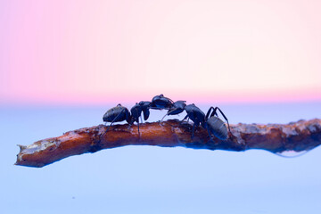 two large black ants with open jaws