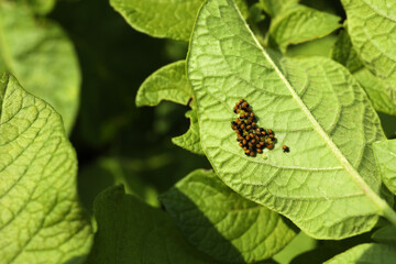 Colorado potato beetle eggs with hatching larvae on green plant outdoors, closeup