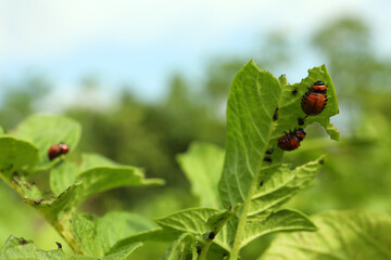 Colorado potato beetle larvae on green plant outdoors, closeup