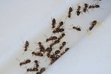 crematogaster scutellaris ant macro photo