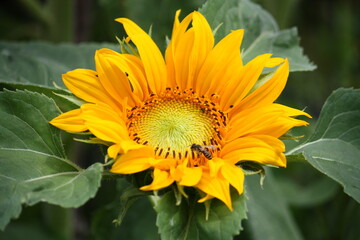 Obraz premium Nahaufnahme der Blüte einer Sonnenblume