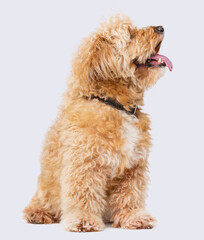 lapdog, mongrel, cute curly dog on a white background in studio