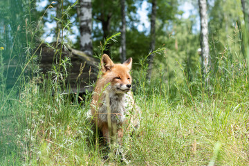 The fox sits among the green grass