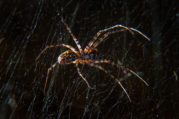 a spider in a web on a black background caught a fly