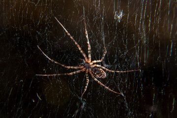 a spider in a web on a black background caught a fly