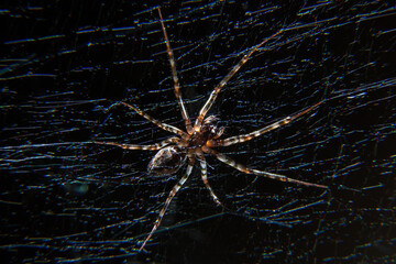 a spider in a web on a black background caught a fly