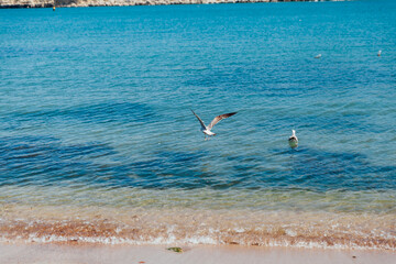 seagulls by the shore in seawater summer