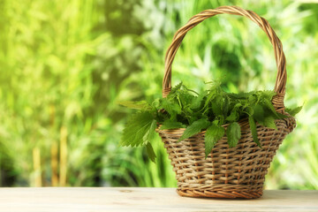 Fototapeta na wymiar Fresh nettle in wicker basket on white wooden table outdoors, space for text