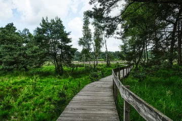 Fototapeten Moor und Holzsteg im Diersfordter Wald © hespasoft